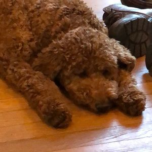 Meet your Posher, William